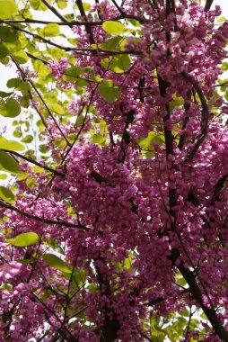 Bahar çiçek Judastree