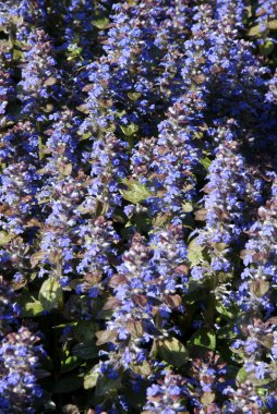 Bugleweed bitki çiçek