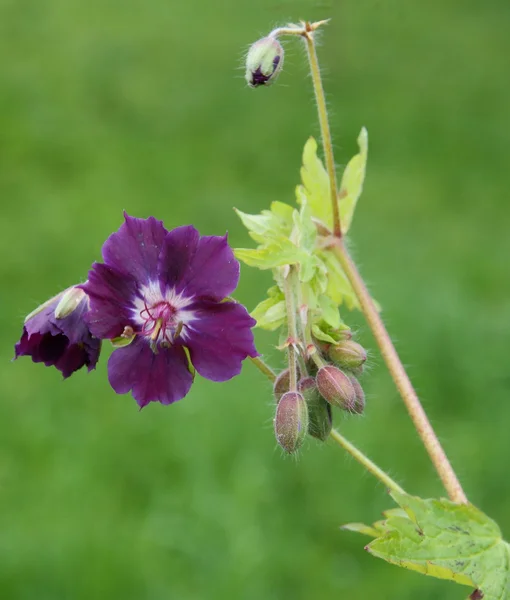Flor púrpura de geranio salvaje — Foto de Stock