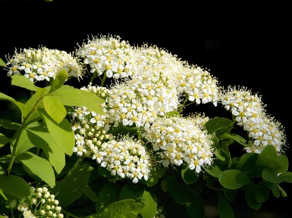 Fleurs blanches de spiracée — Photo