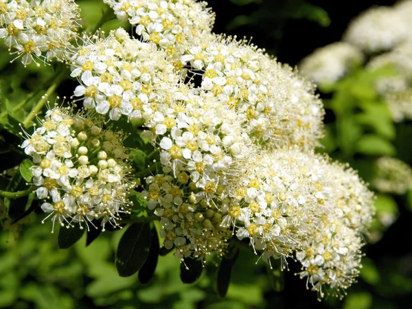 Vita blommor av spiracea — Stockfoto