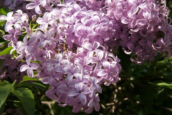 Doftande lila blommor i lila buske — Stockfoto