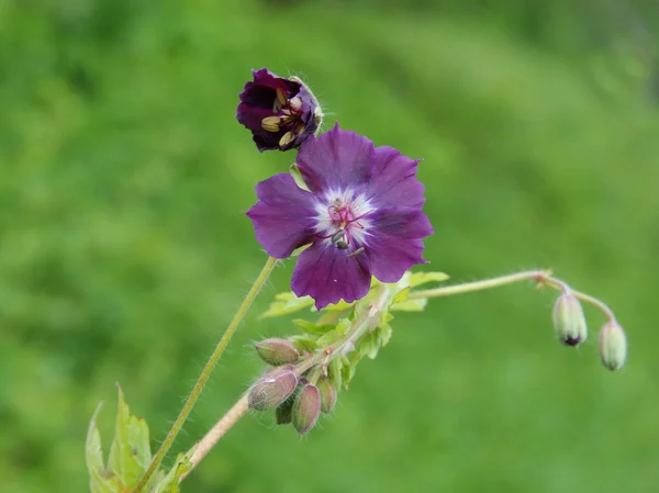 Purple flower of wild geranium — Stock Photo, Image