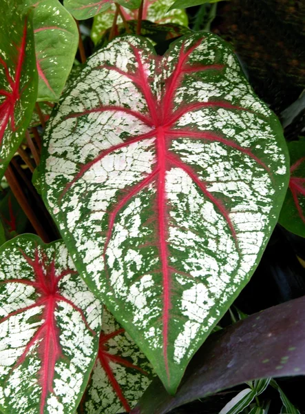 Hoja decorativa blanca, roja y verde de la planta de hibridación de Caladium — Foto de Stock