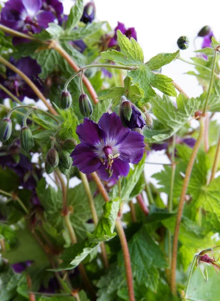 Purple flowers of wild geranium plant — Stock Photo, Image