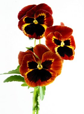 pansy, çok renkli çiçek izole kapatmak