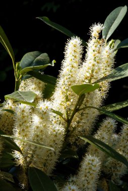 Çiçek açması Laurel kiraz bush