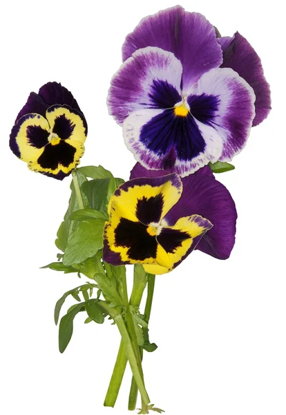 Flores multicolores de pansy de cerca aisladas — Foto de Stock