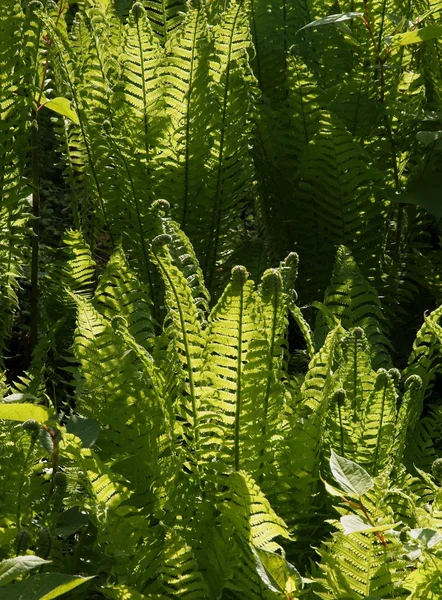 Helechos verdes en el bosque —  Fotos de Stock