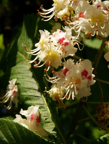 Bloemen van kastanjeboom close-up — Stockfoto