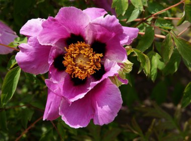 Çin Şakayık çiçek açması