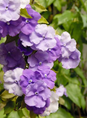 Sarmaşık brunfelsia pauciflora Lila çiçek