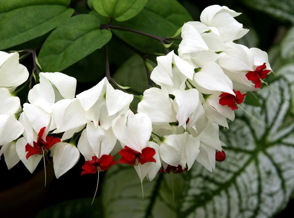 Clerodendrum Thomsoniae beyaz ve kırmızı çiçekler, tropikal bitki