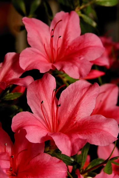 Червоні квіти рослини рододендрон навесні — стокове фото