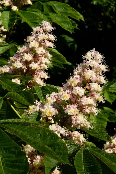 Kastanienbaum mit Blumen — Stockfoto