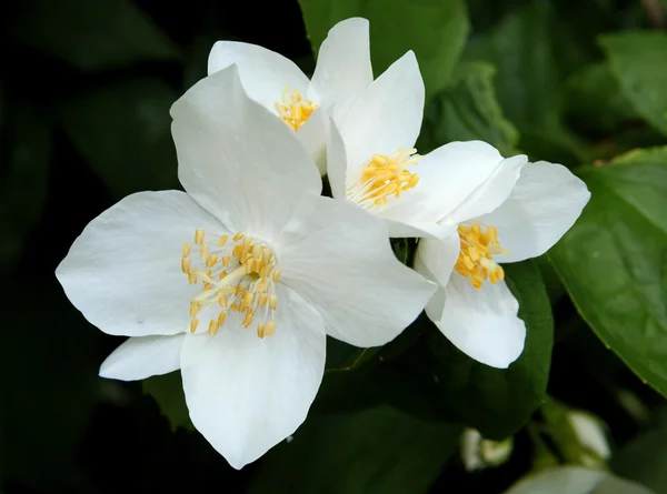 White fragrant flowers of jasmine bush — Stock Photo, Image