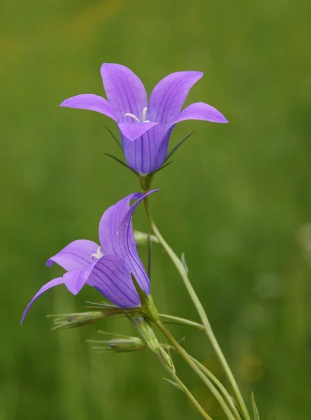 Flowers of blue bell plant — Stock Photo, Image