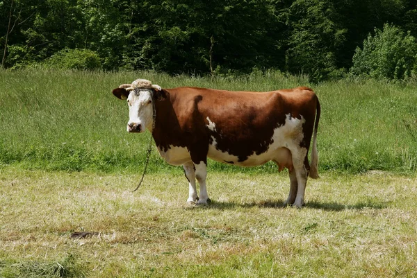 Brown and white cow on pasture — Stock Photo, Image