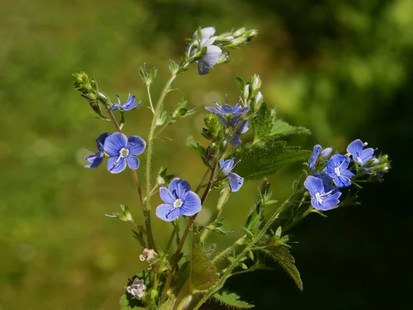 Veronica chamaedrys plant with blue flowers — Stock Photo, Image