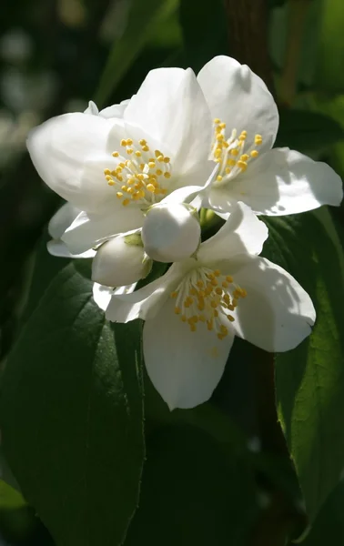 Yasemin Bush Beyaz güzel kokulu çiçekler — Stok fotoğraf