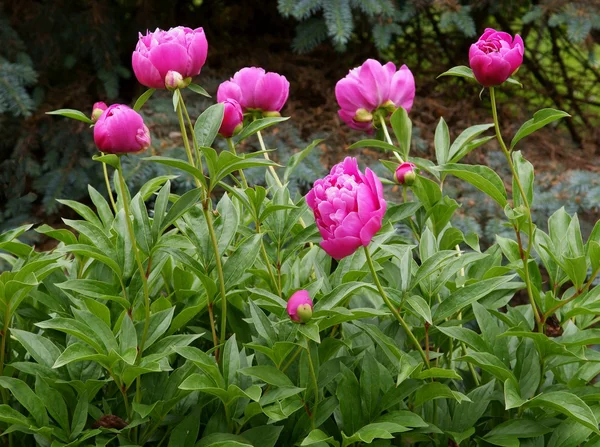 Peônias cor-de-rosa em um jardim — Fotografia de Stock