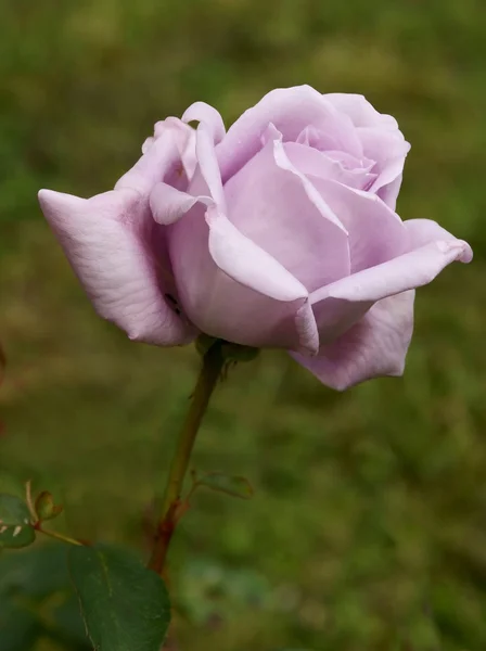 Róża z płatkami lila — Zdjęcie stockowe
