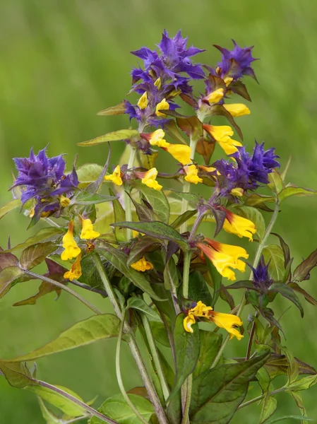 Wood-cow-wheat plant blossoming — Stock Photo, Image