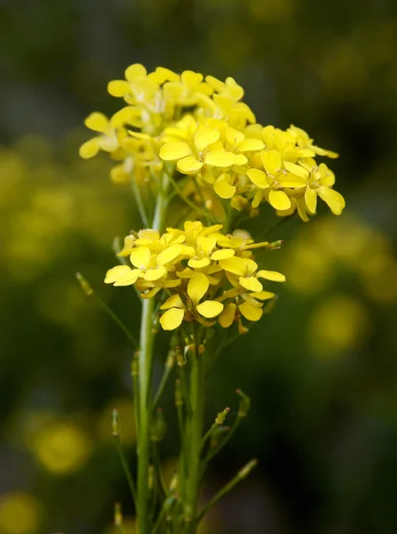 Hardlock plantas com flores amarelas — Fotografia de Stock