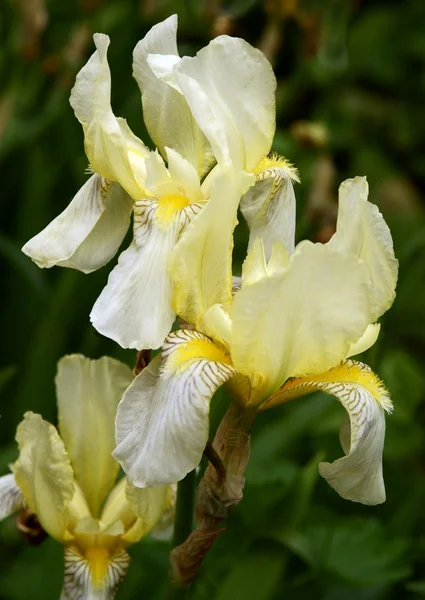 Flor amarilla del iris — Foto de Stock