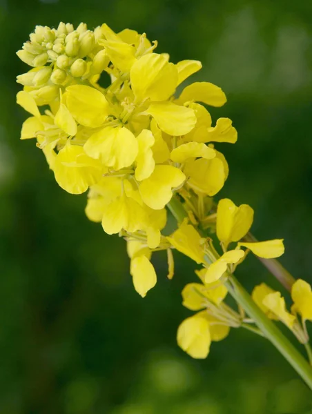 Hardlock växter med gula blommor — Stockfoto