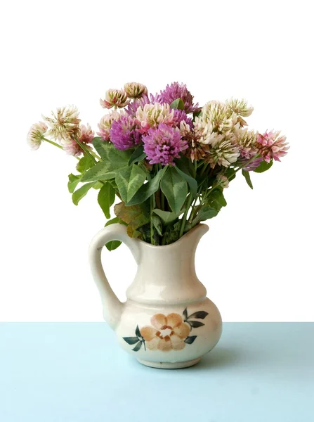 Posse de flores de trevos multicores — Fotografia de Stock