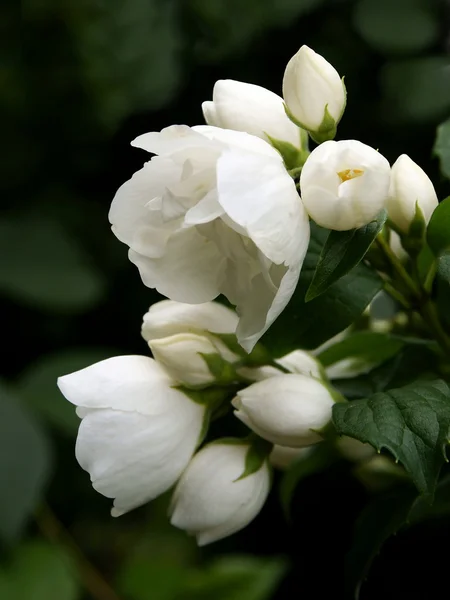 Jasmine shrub blossoming — Stock Photo, Image