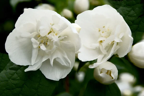 Jasmine shrub blossoming — Stock Photo, Image