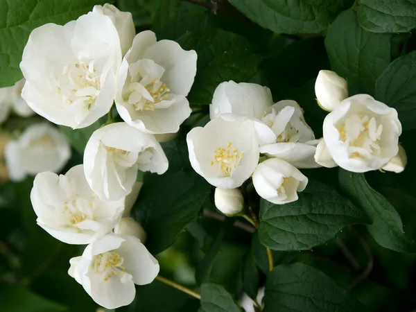 Jasmine shrub blossoming — Stock Photo, Image