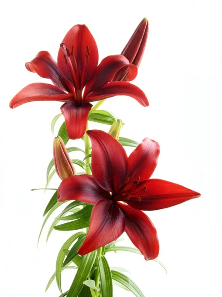 Kanlı Kırmızı lily — Stok fotoğraf