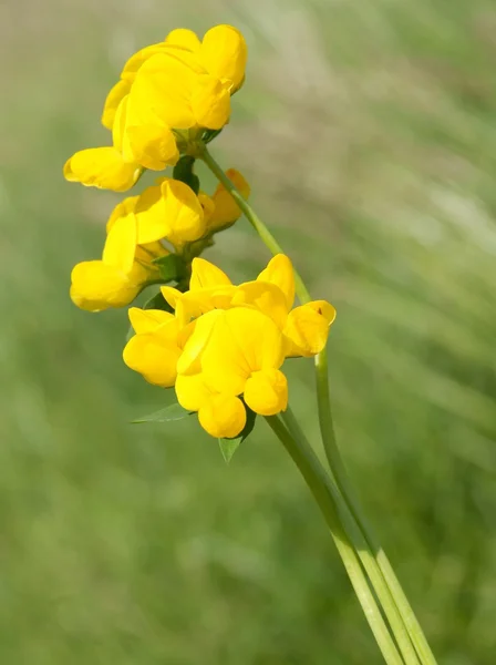 Желтые цветы птичьего гриба — стоковое фото