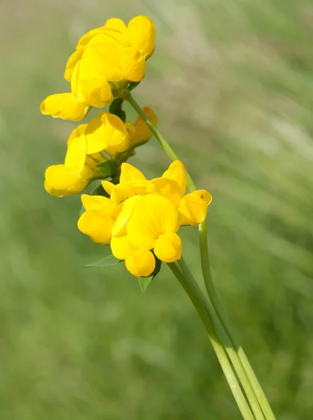 Gula blommor av käringgigel växt — Stockfoto