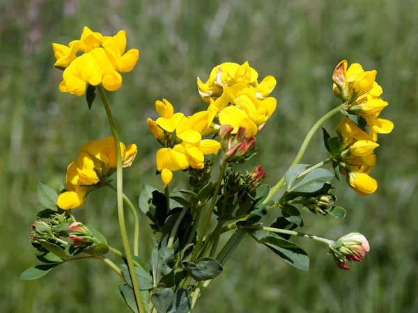 Gula blommor av käringgigel växt — Stockfoto