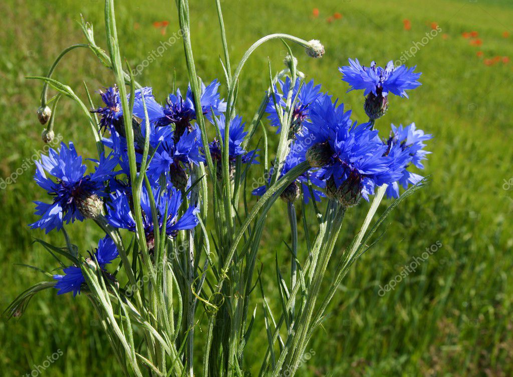 Cornflower Knapweed Germany State Flower | Germany | Pinterest | Flower ...