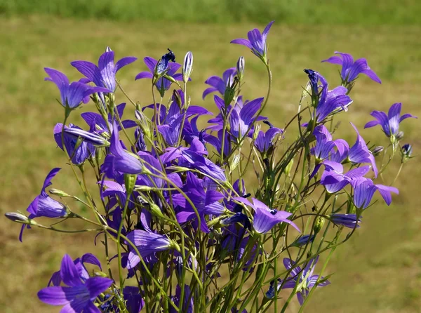 नीले बेल फूलों की स्थिति — स्टॉक फ़ोटो, इमेज