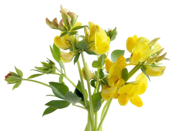 Yellow flowers of birdsfoot plant — Stock Photo, Image