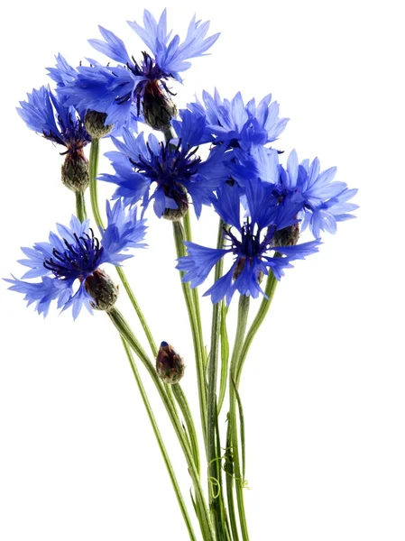 蓝玉米鲜花束花 — 图库照片