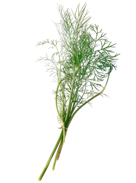 Gröna dill vegetabiliska växt — Stockfoto