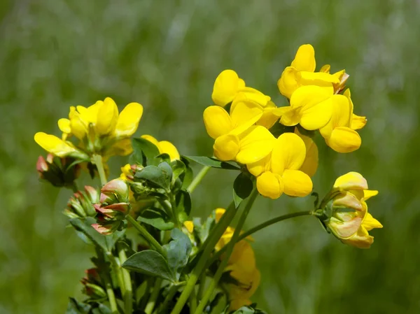 Käringgigel blommor — Stockfoto