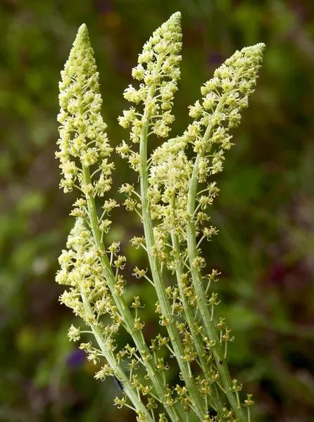 Gula blommor av vilda växter skär leat — Stockfoto