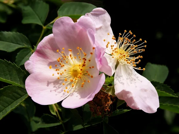 Pink flower of wild rose bush close up — Stock Photo, Image