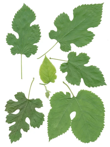 Gröna blad av mullbärsträd på nära håll — Stockfoto