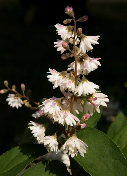 Fiori rosa di arbusto scabra Deutzia — Foto Stock