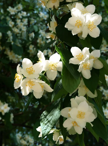 Duftende weiße Blüten von Jasminstrauch — Stockfoto