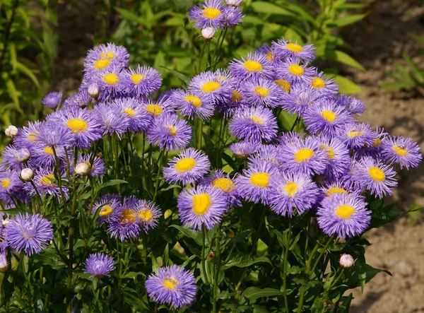 Λίλα asters σε έναν κήπο — Φωτογραφία Αρχείου